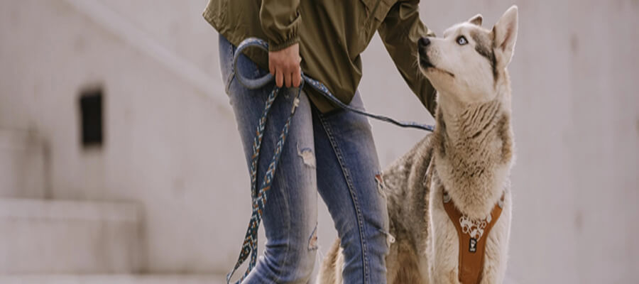 The Best Dog Safety Gear for Outdoor Adventures